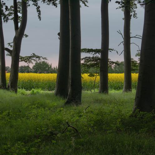 Vindeholme Skov