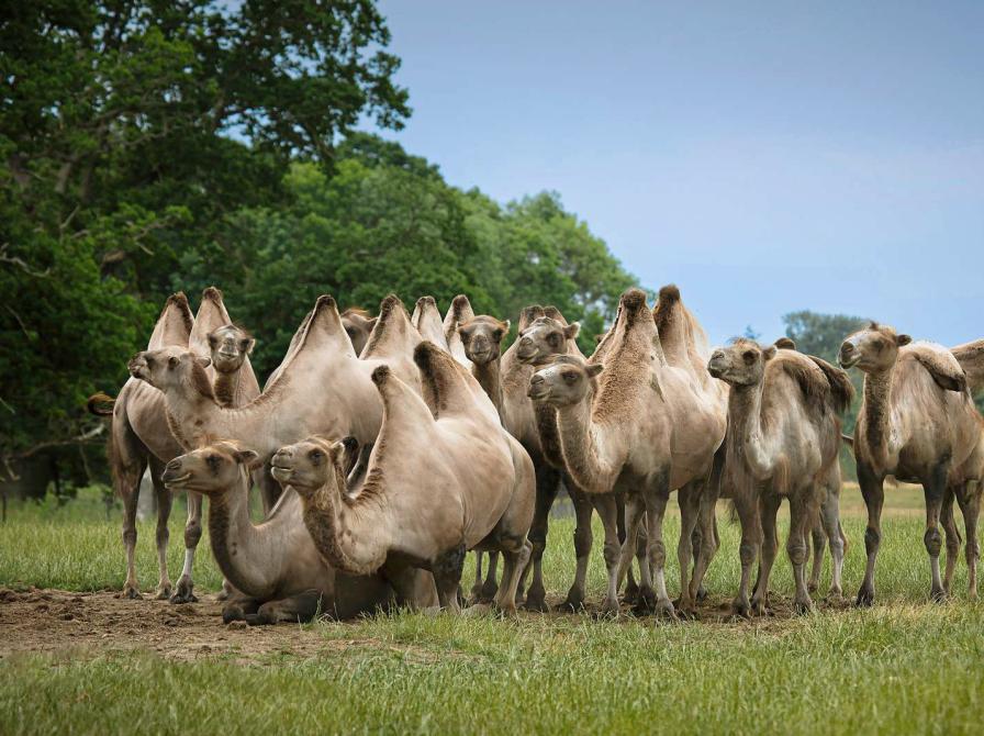 Kameler i Knuthenborg Safaripark