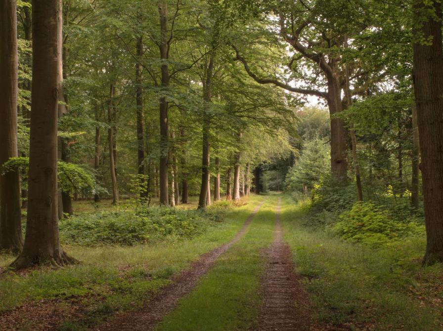 Vindeholme Skov